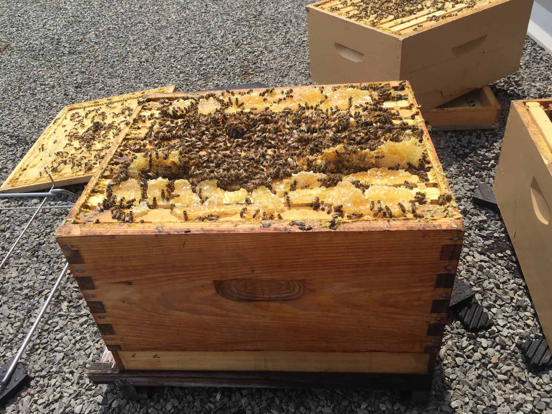 Our Bees Are Doing Great ! - Cromwell